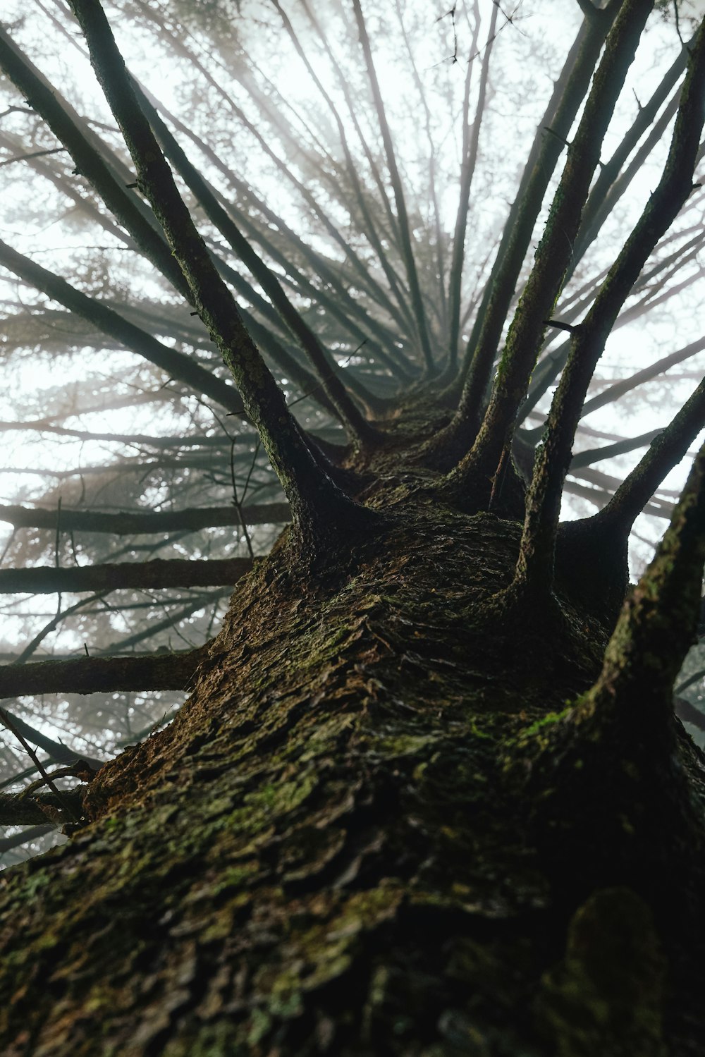 a very tall tree in the middle of a forest