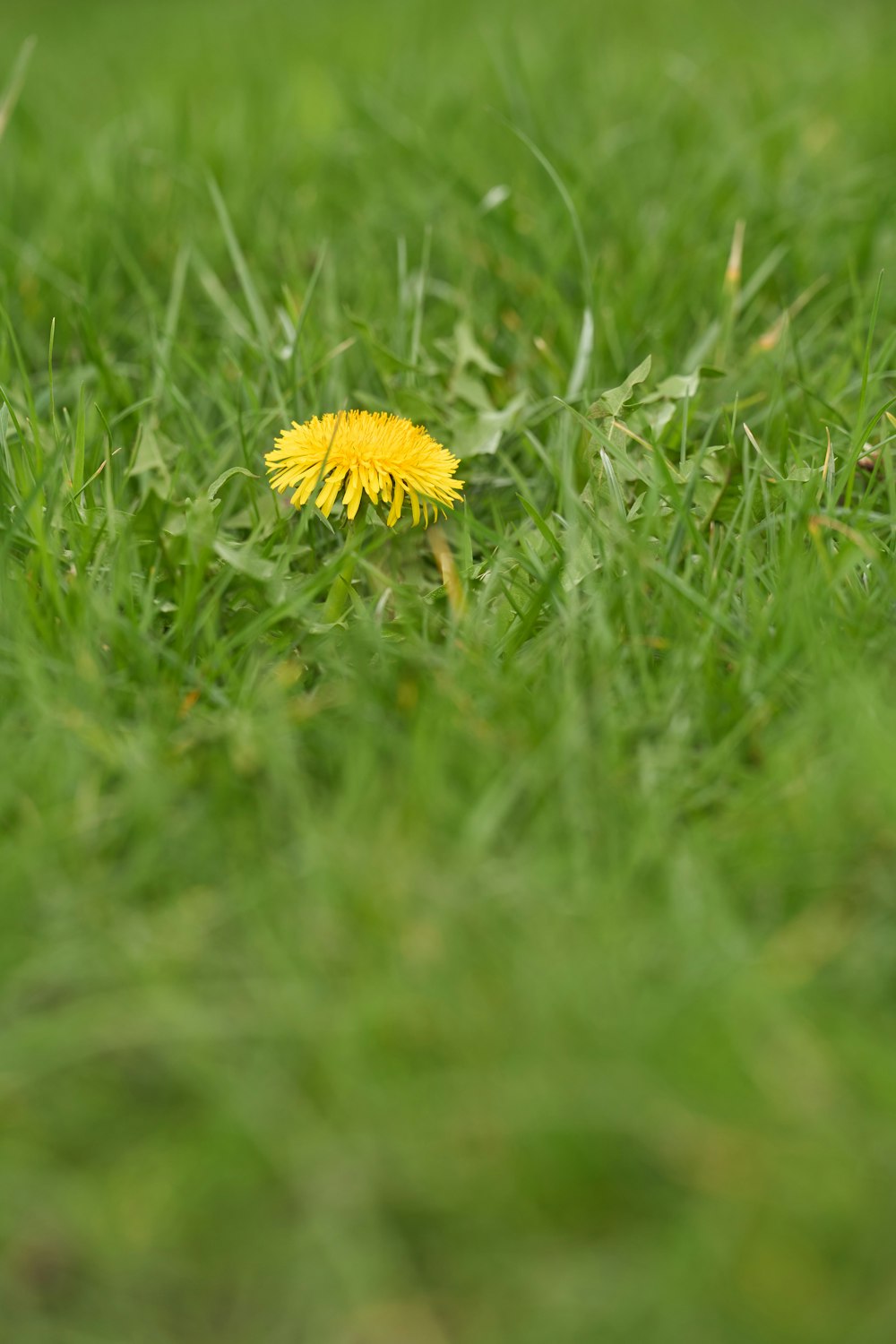 a single yellow dandelion sitting in the grass