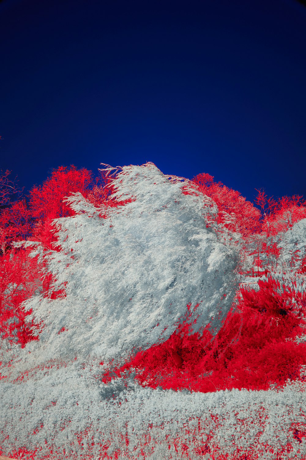 a snow covered hill with red trees in the background