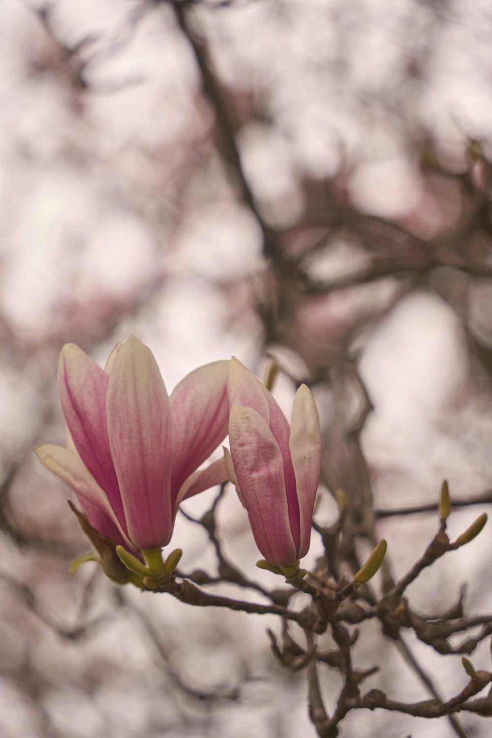 a couple of flowers that are on a tree