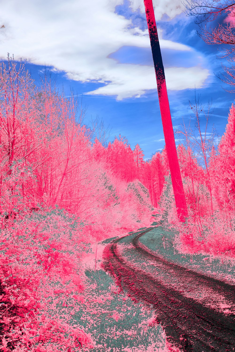 a picture of a pink forest with a blue sky in the background