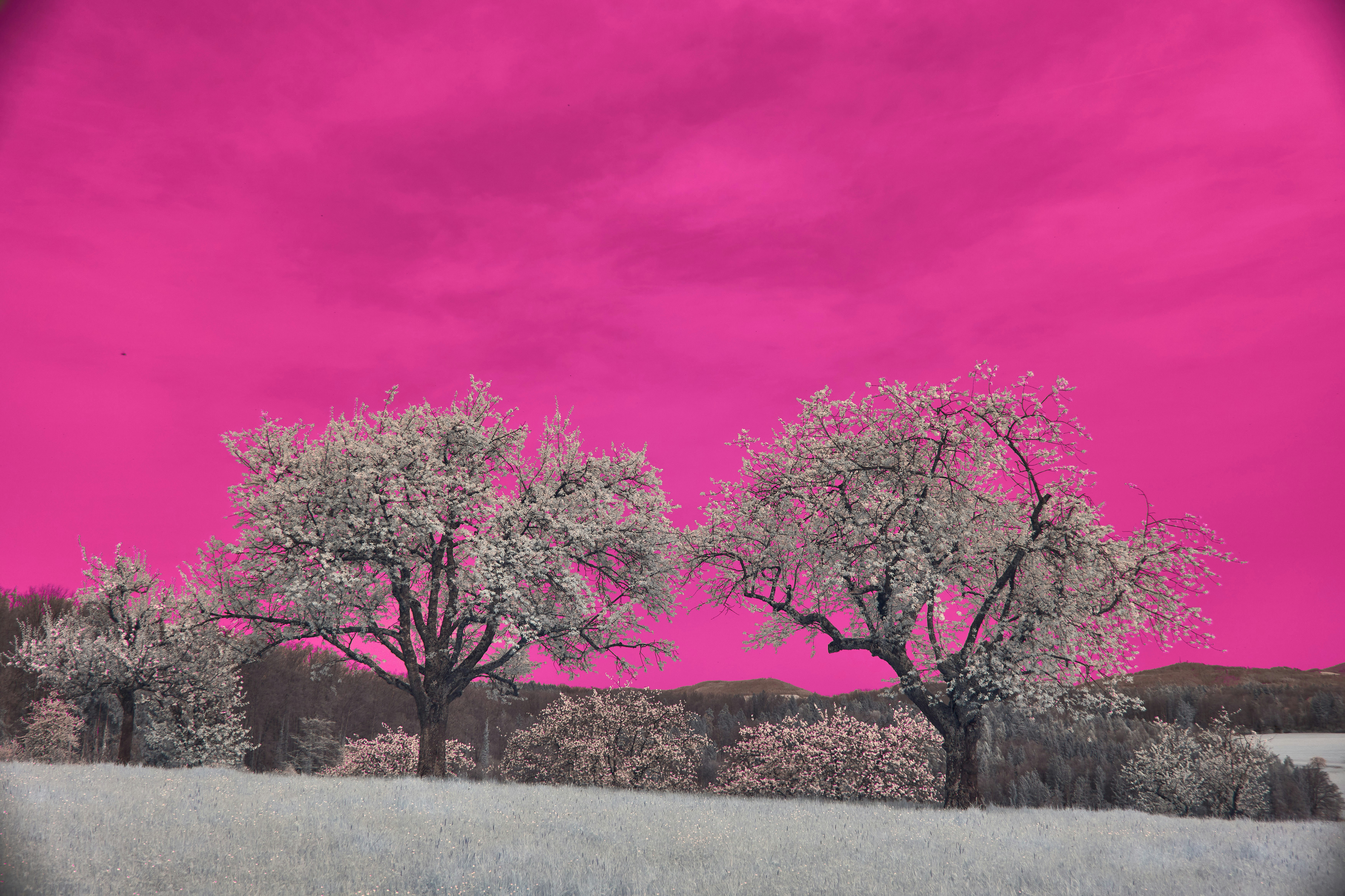 Photo by wolfgang_hasselmann