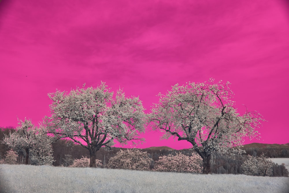 a painting of three trees against a pink sky