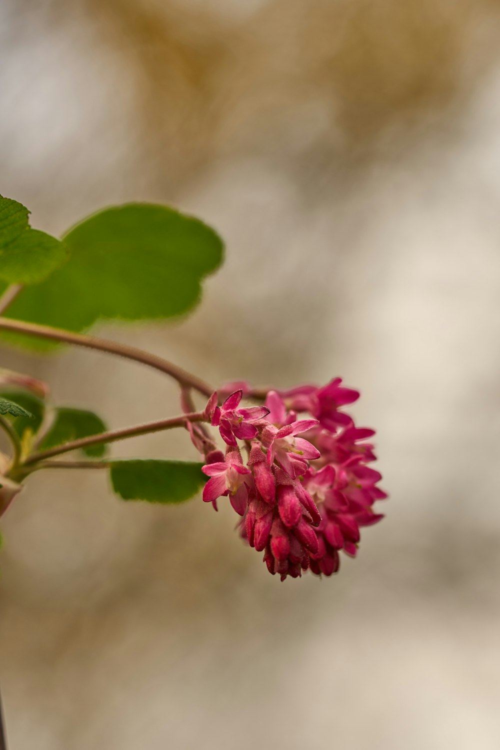 a close up of a pink flower on a branch