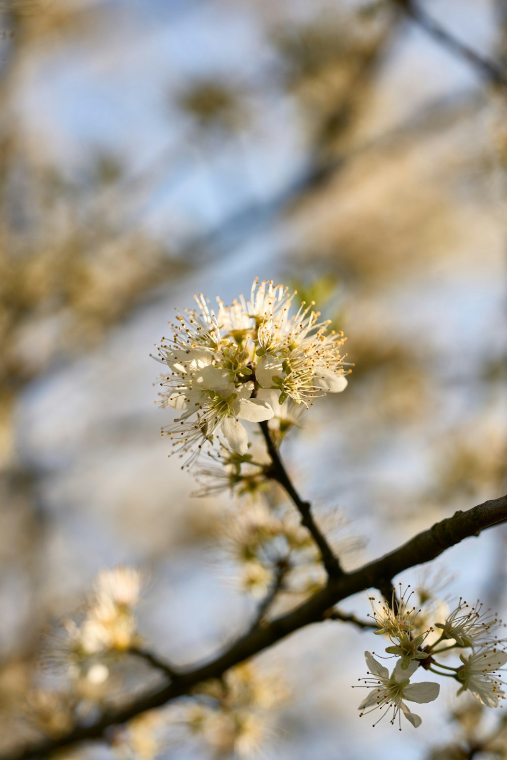 a close up of a tree with white flowers