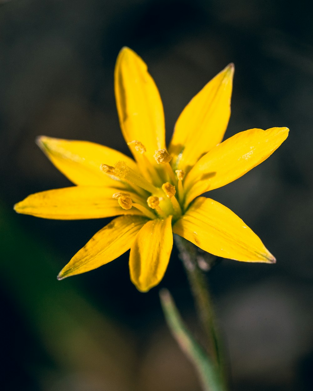 a close up of a yellow flower with drops of water on it