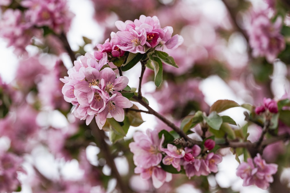 pink flowers are blooming on a tree branch