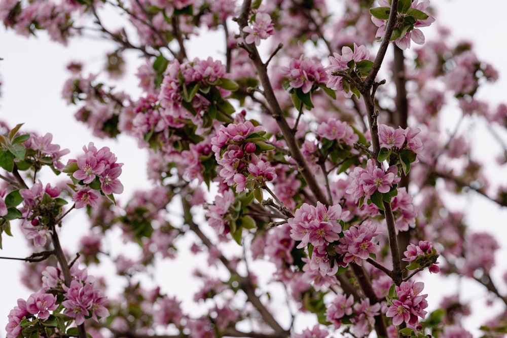 a close up of a tree with pink flowers