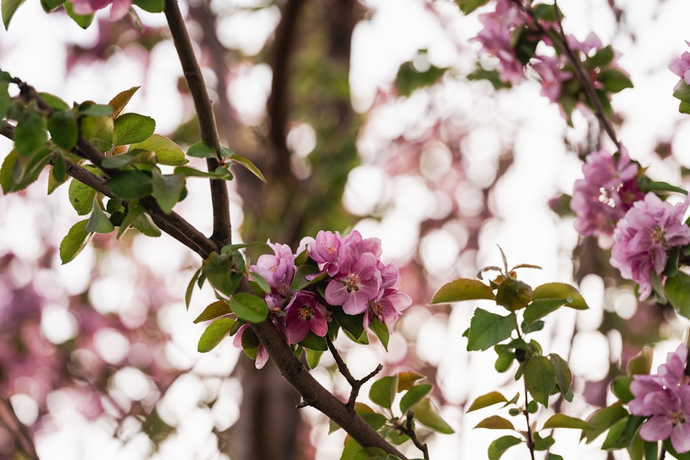 a tree with pink flowers and green leaves