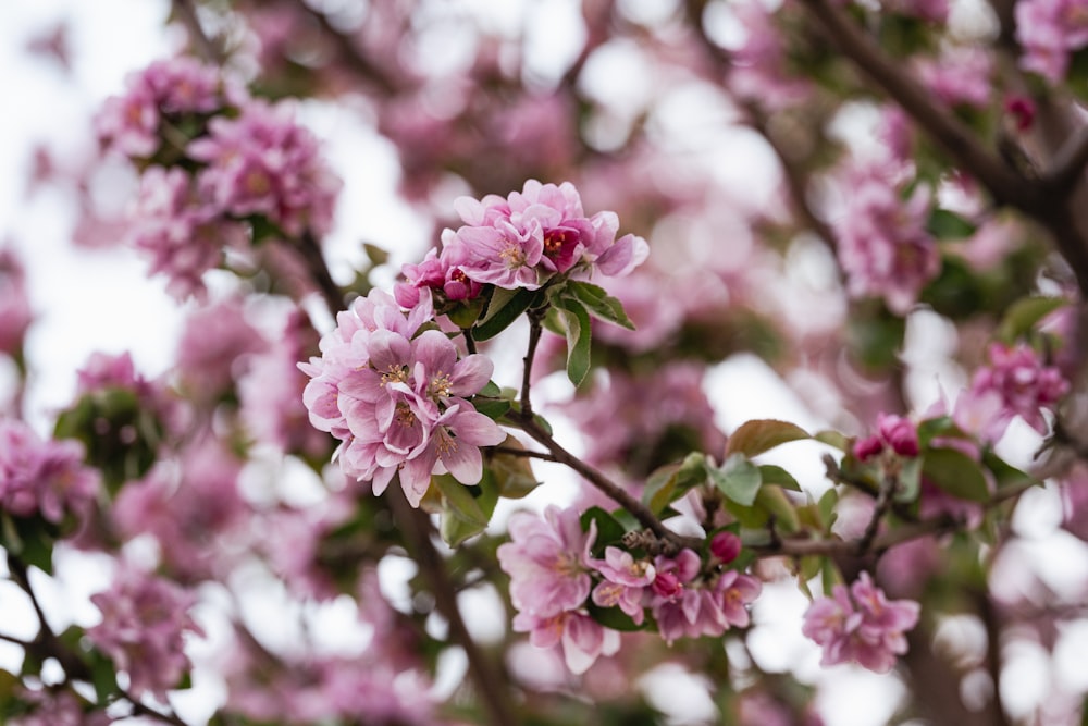 a tree filled with lots of pink flowers