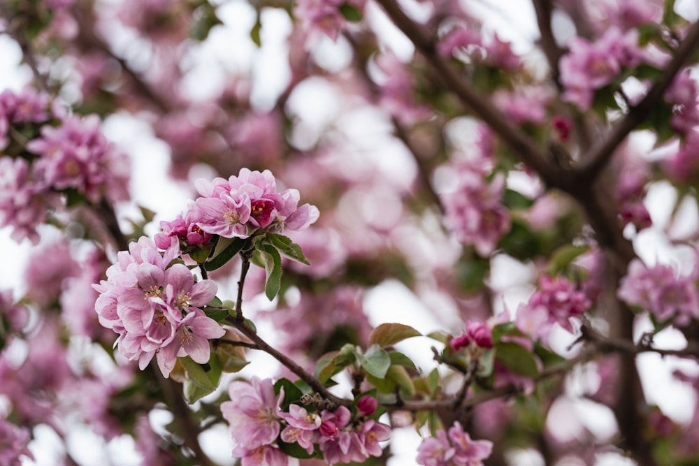 a tree filled with lots of pink flowers