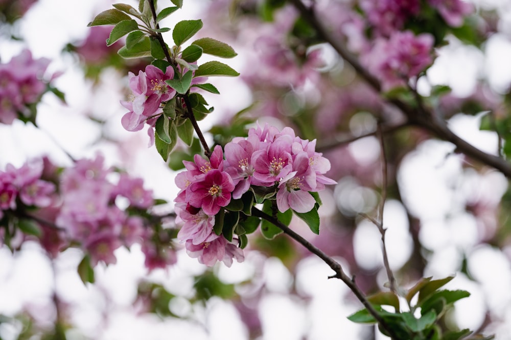 a branch of a tree with pink flowers