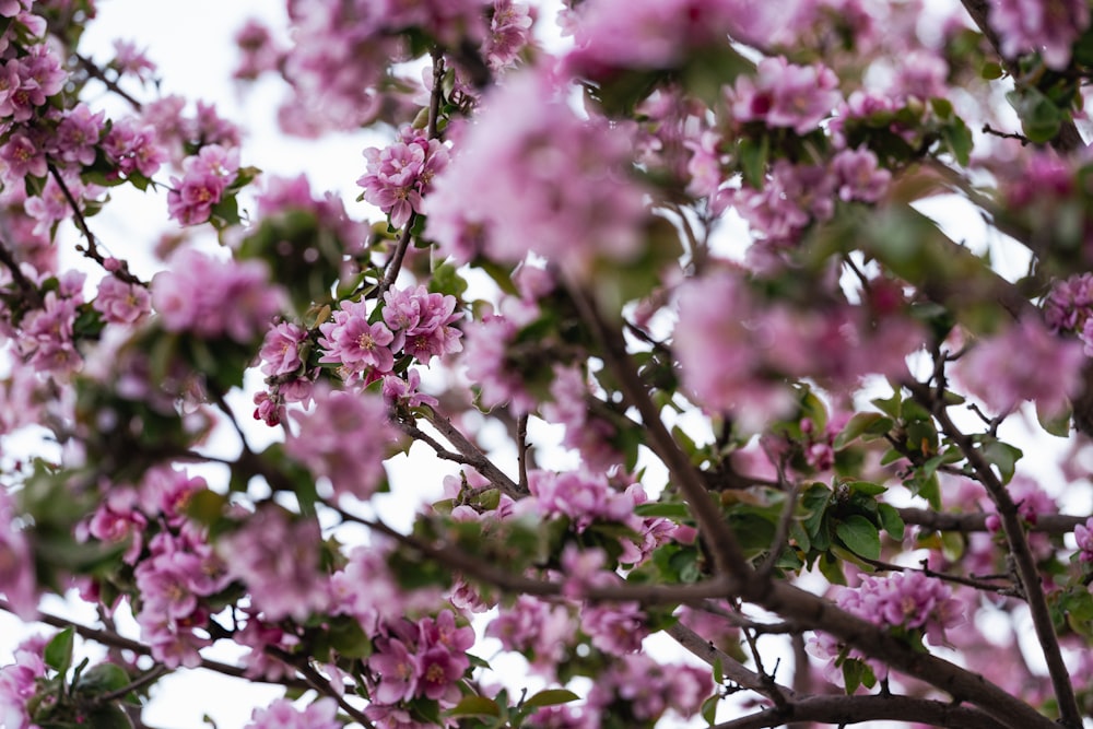 a tree filled with lots of pink flowers