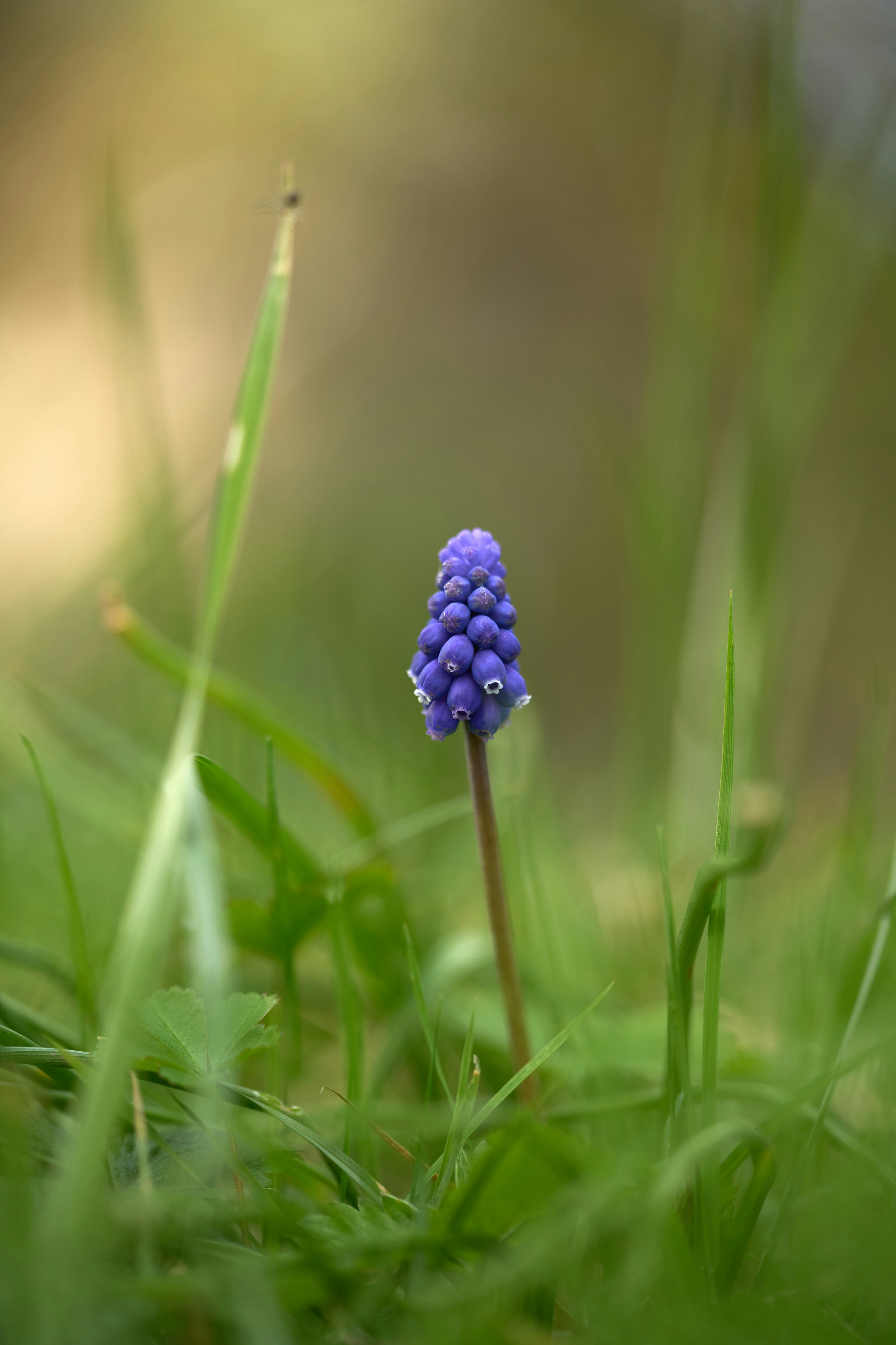 Photo by wolfgang_hasselmann