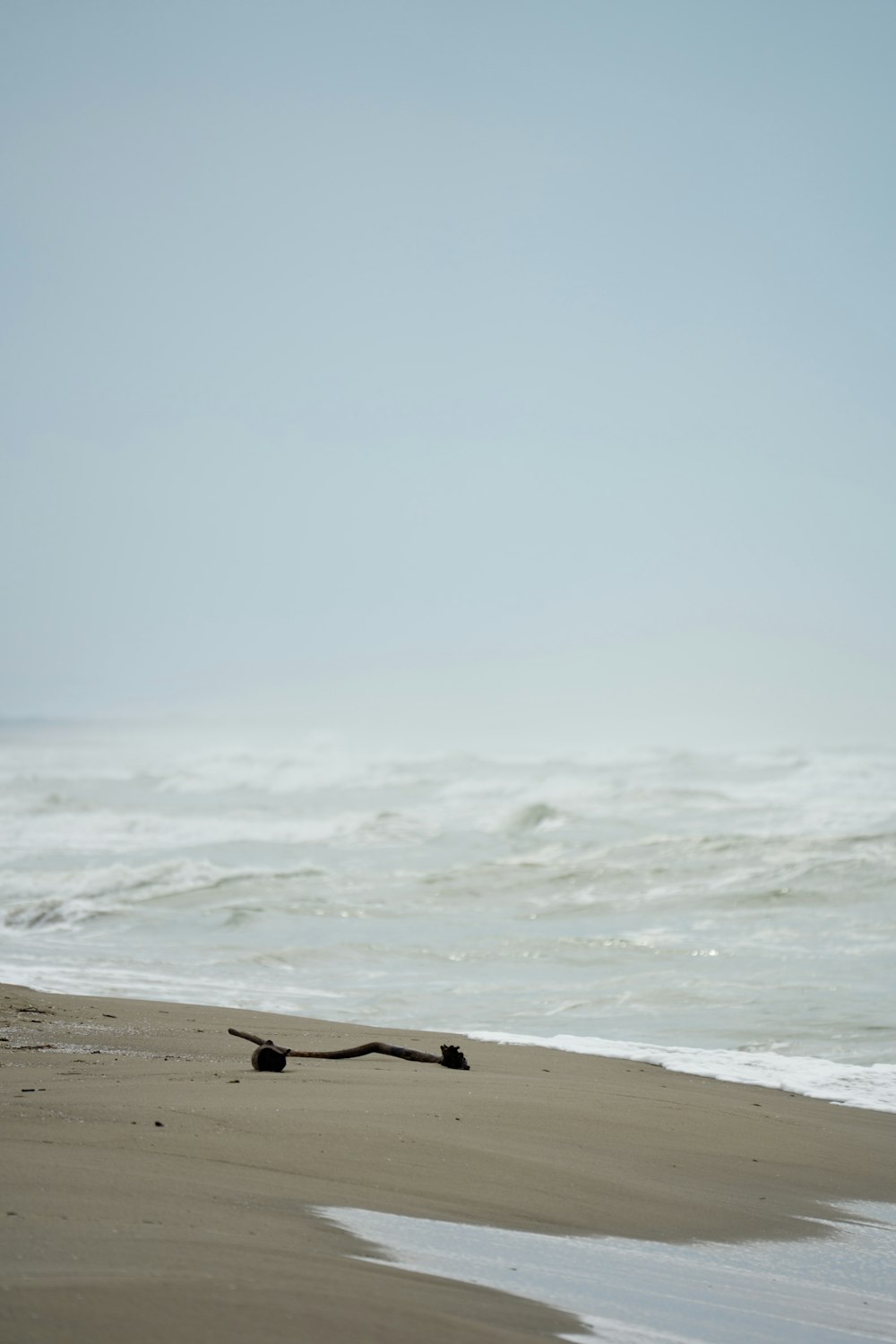 a long piece of driftwood on a beach