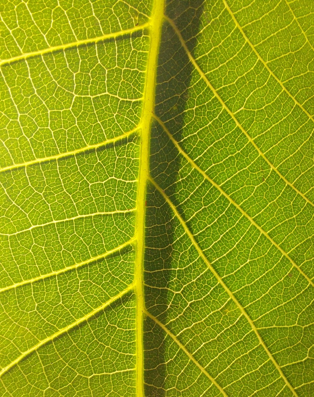 a close up view of a green leaf