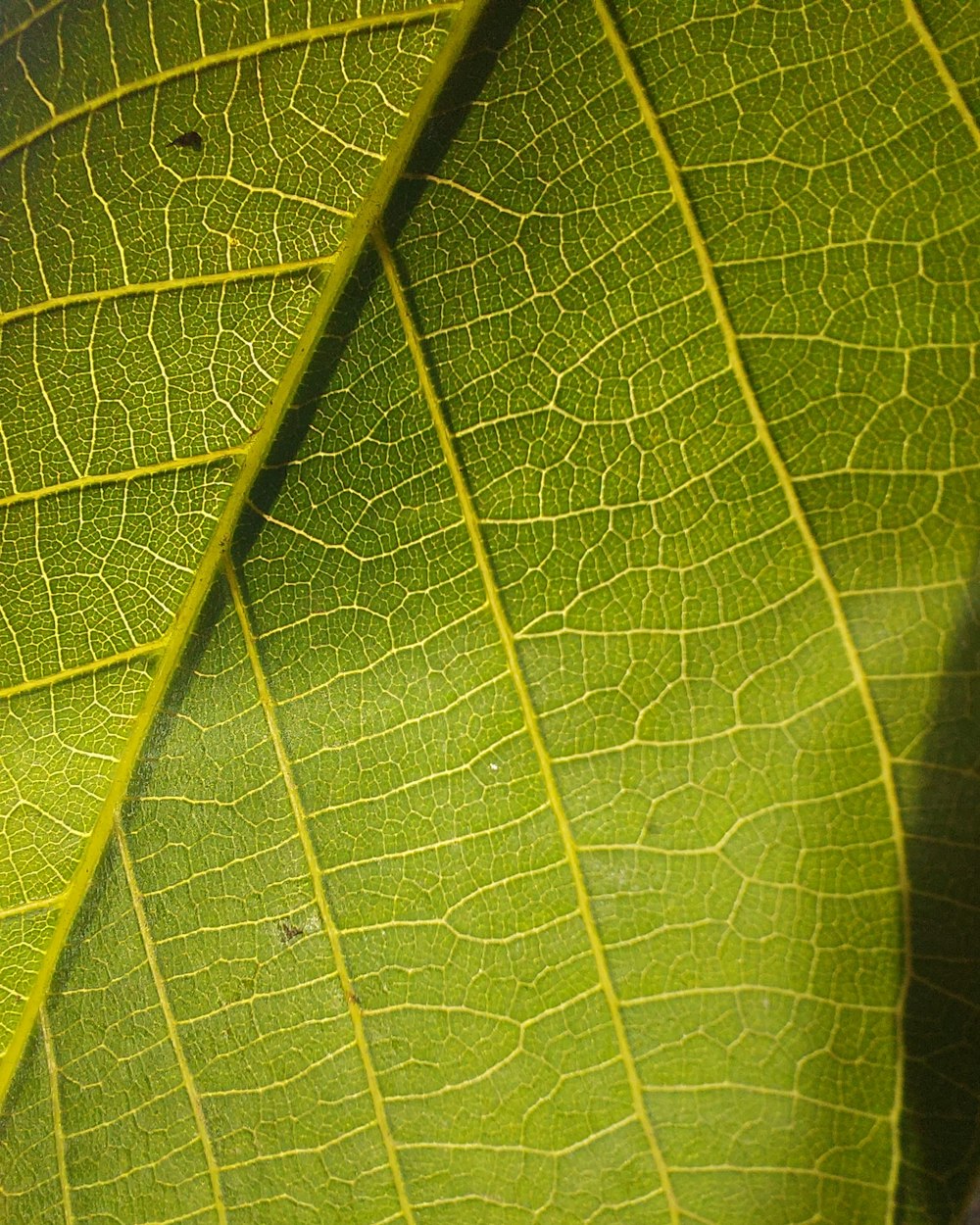a close up view of a green leaf