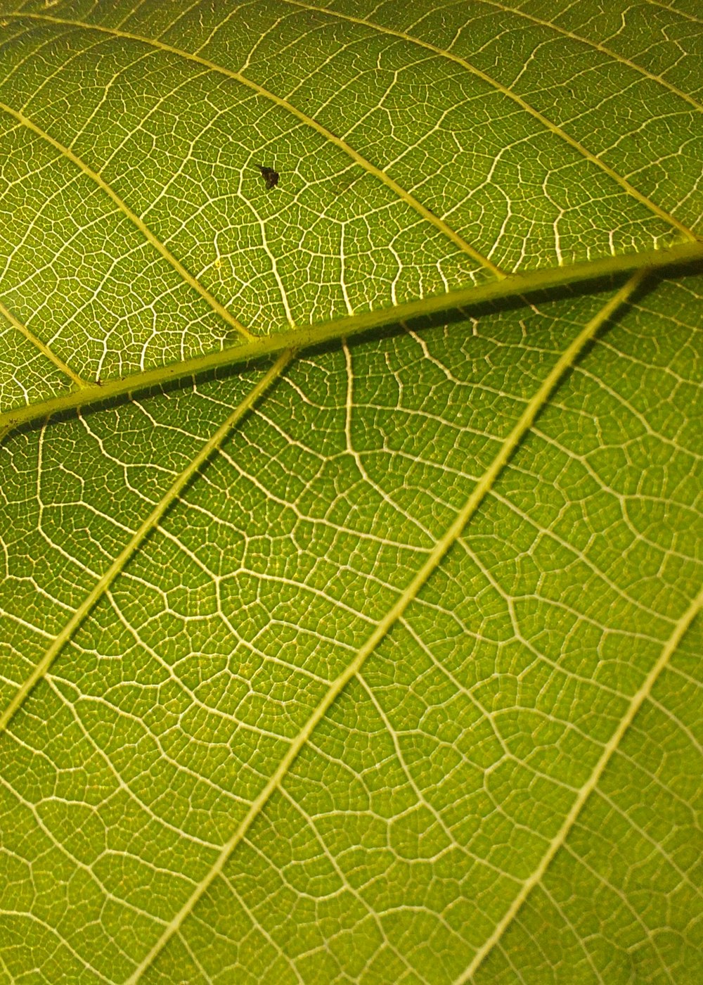 a close up of a green leaf