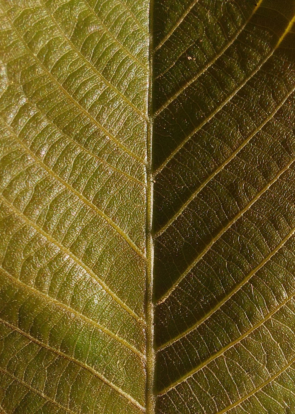 a close up view of a green leaf