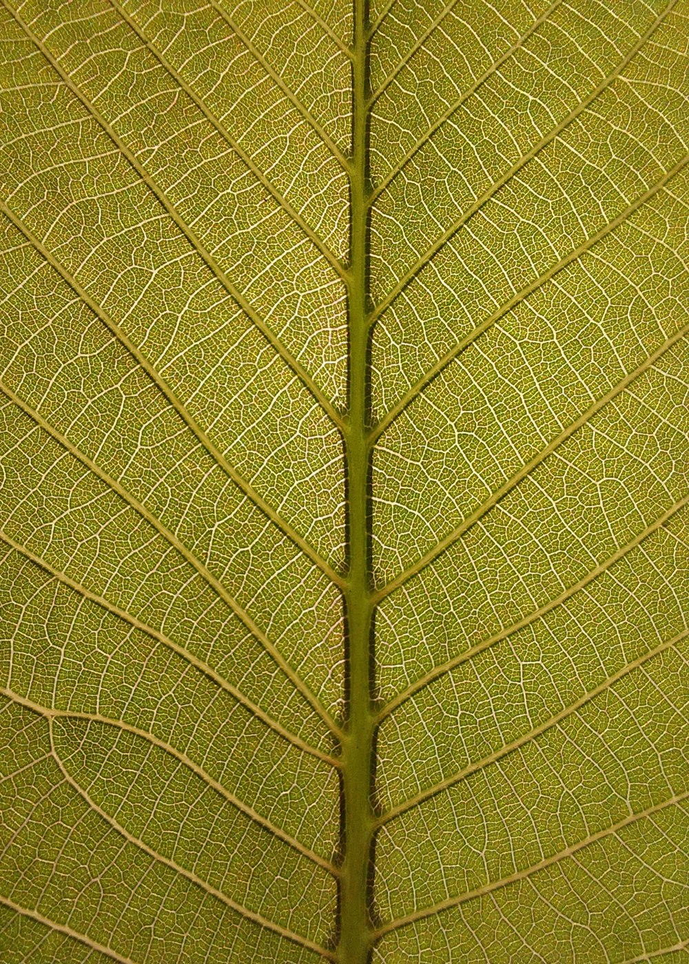 a close up view of a green leaf