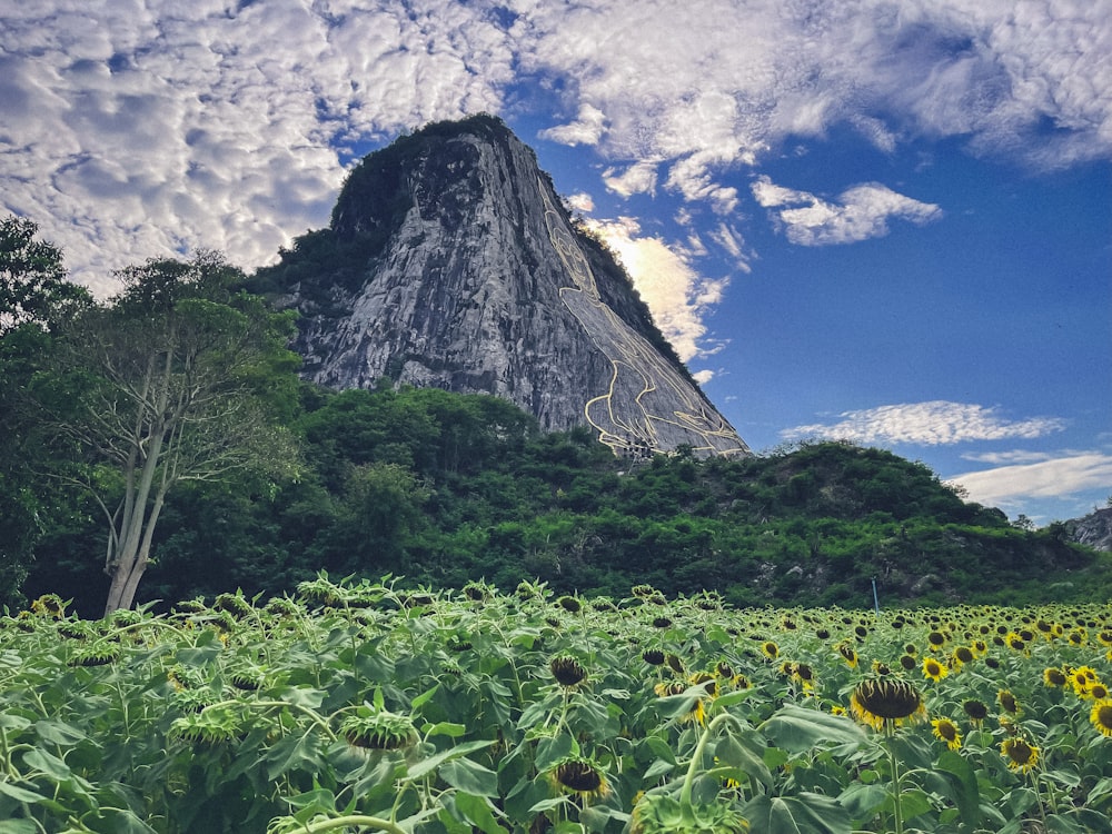 un campo de girasoles con una montaña al fondo