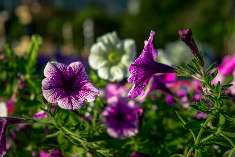 a bunch of purple and white flowers in a garden