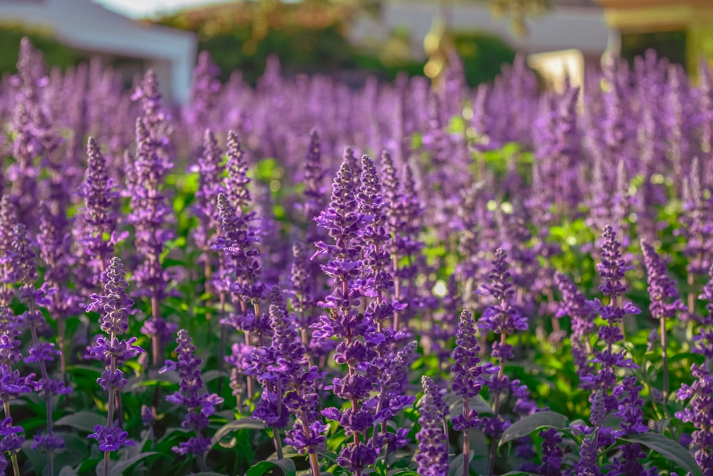 a field of purple flowers with a house in the background