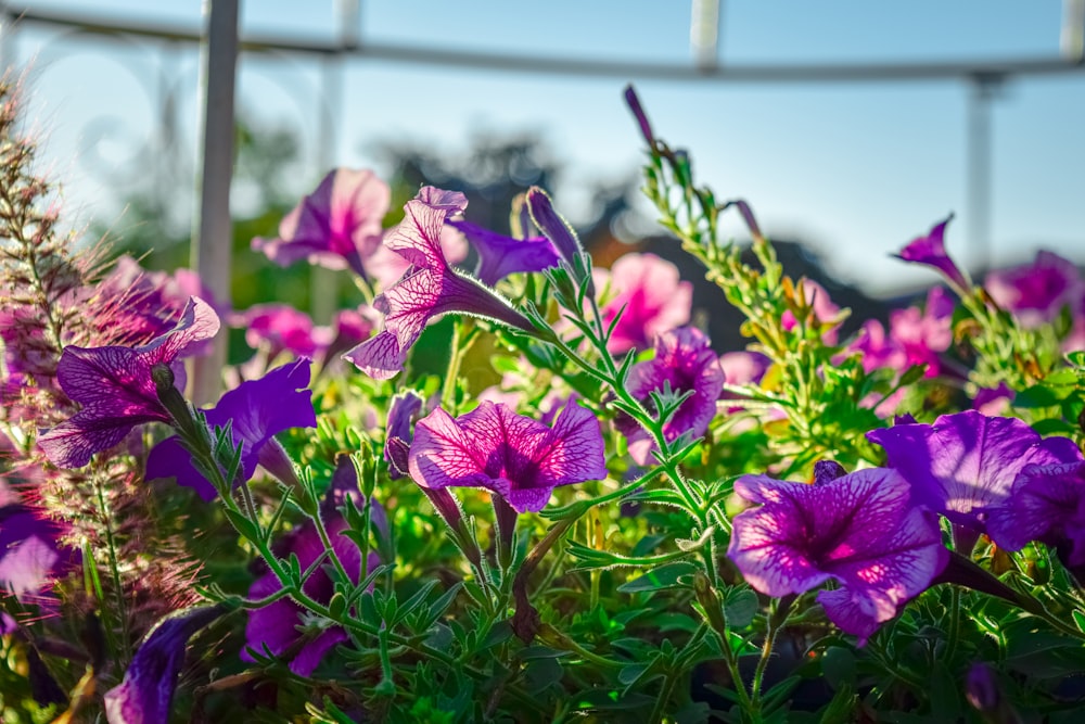 a field of purple flowers with a fence in the background