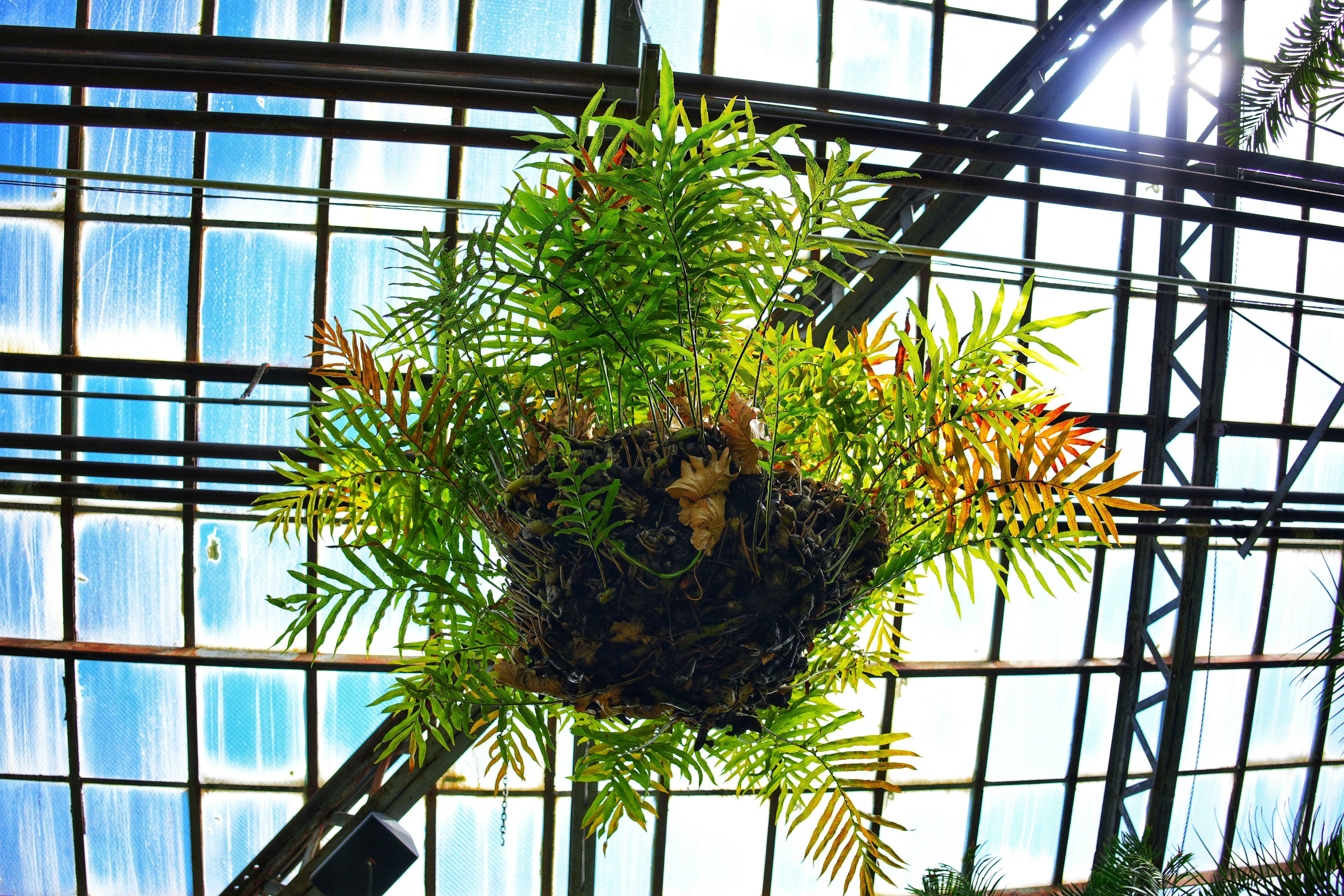 Heavy-duty metal ceiling hooks for plants - ceiling hooks for plants