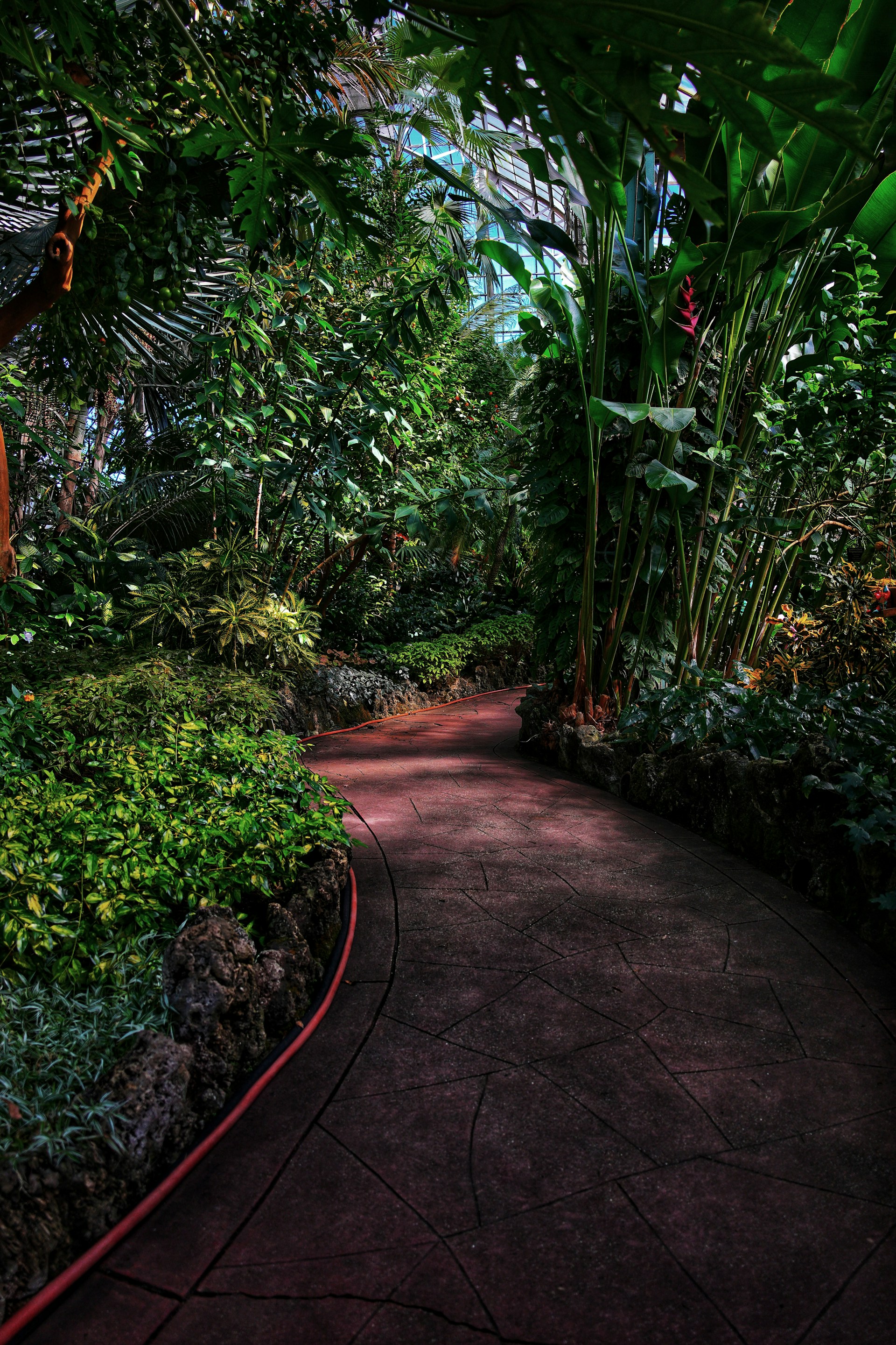 a pathway through a lush green forest filled with lots of plants
