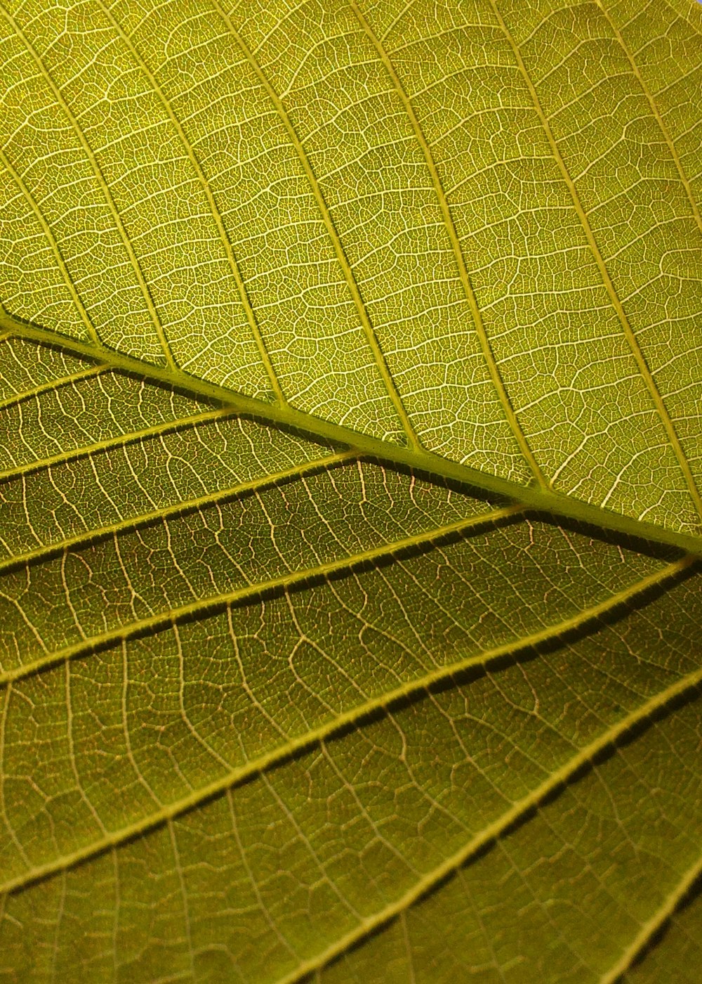 a close up view of a green leaf