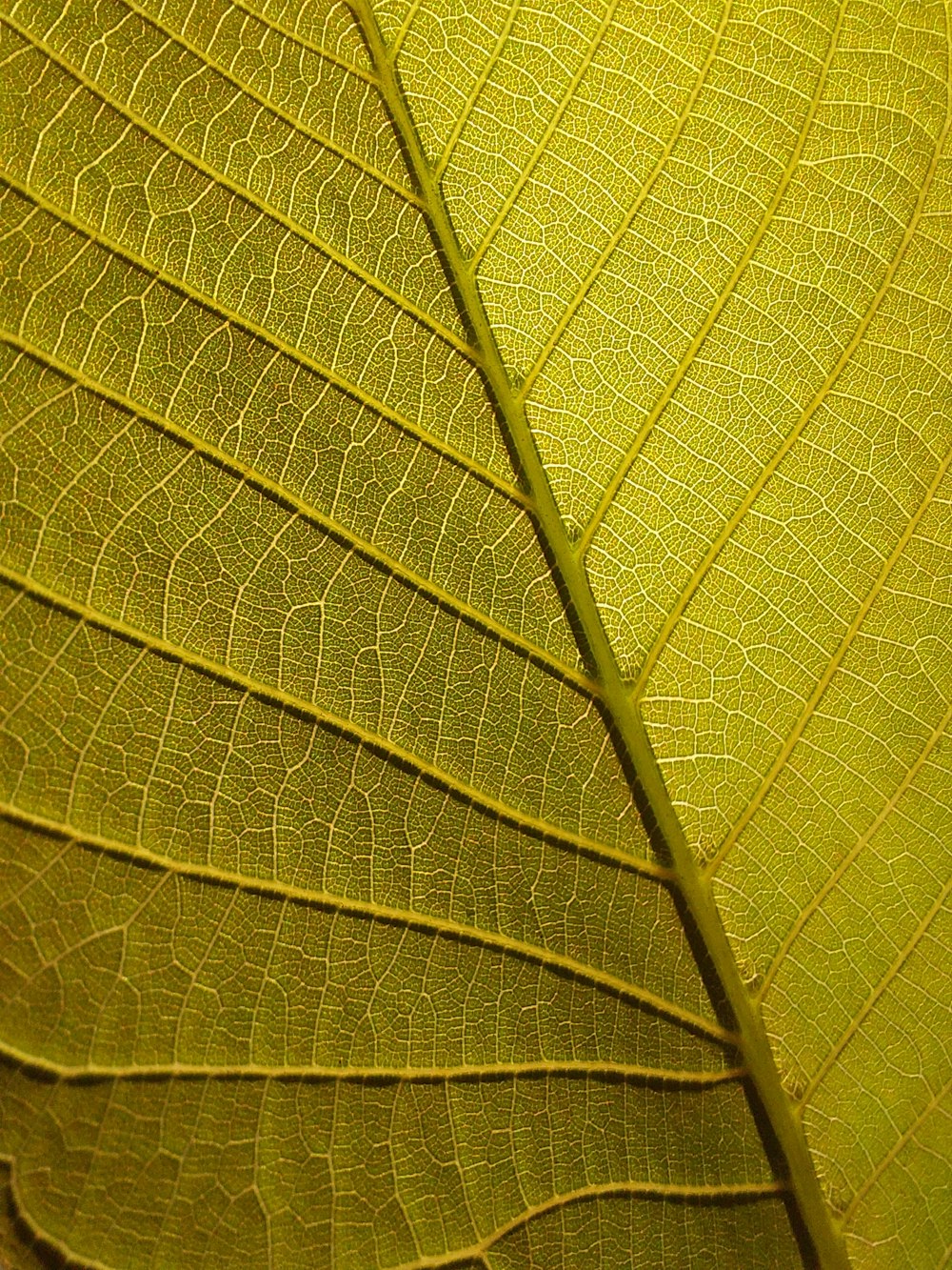 a close up view of a green leaf