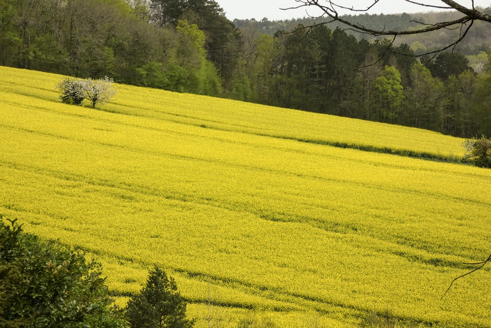 a field of yellow flowers with trees in the background