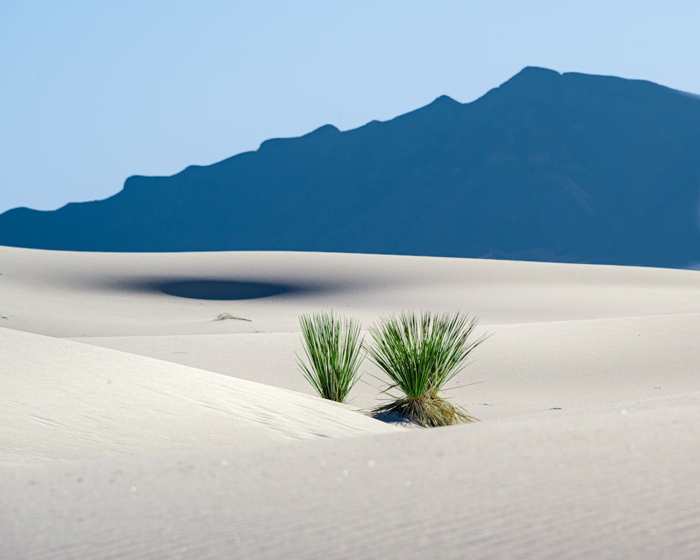 a small green plant in the middle of a desert