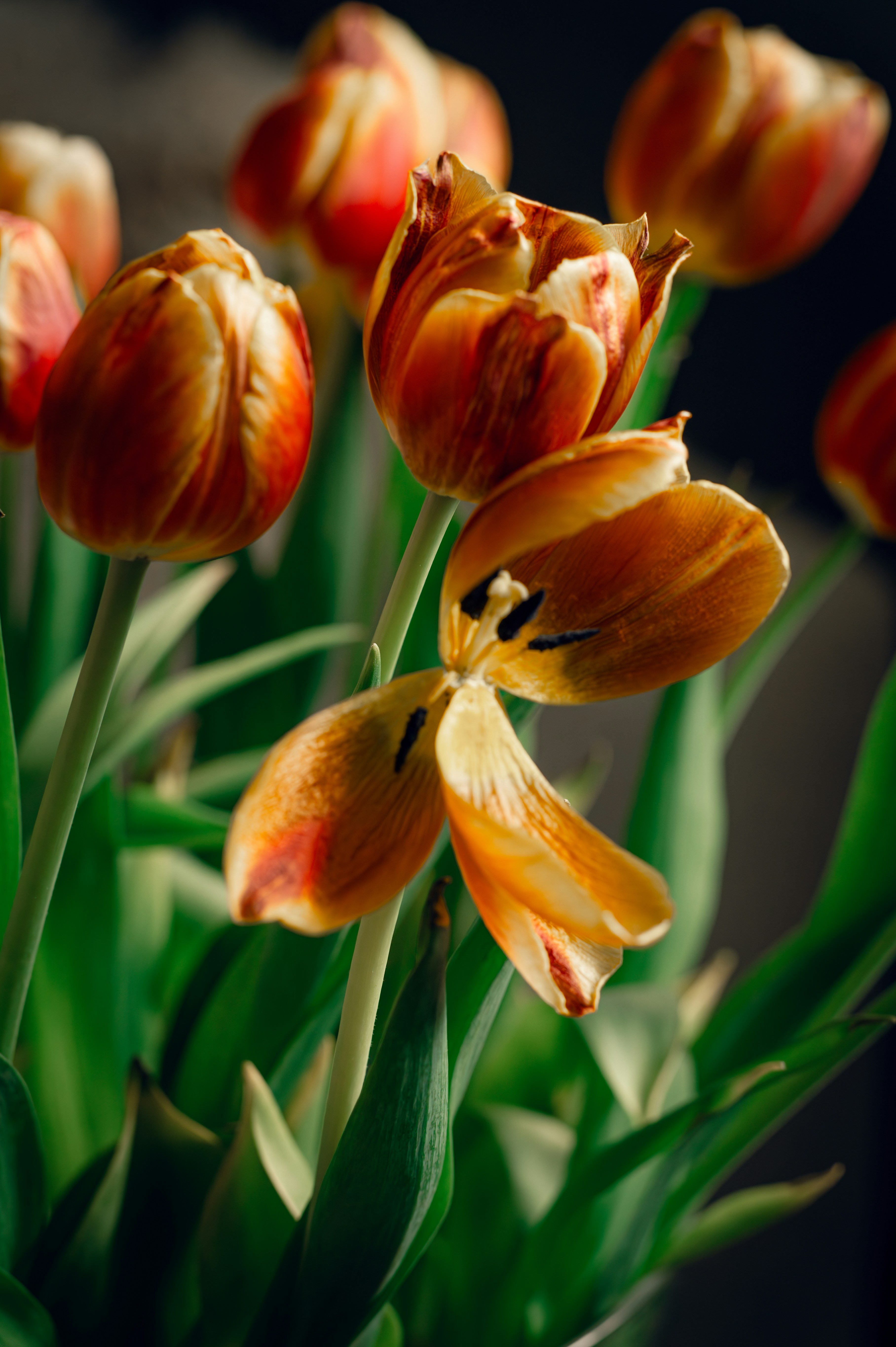 ein Strauß orangefarbener und gelber Blumen in einer Vase