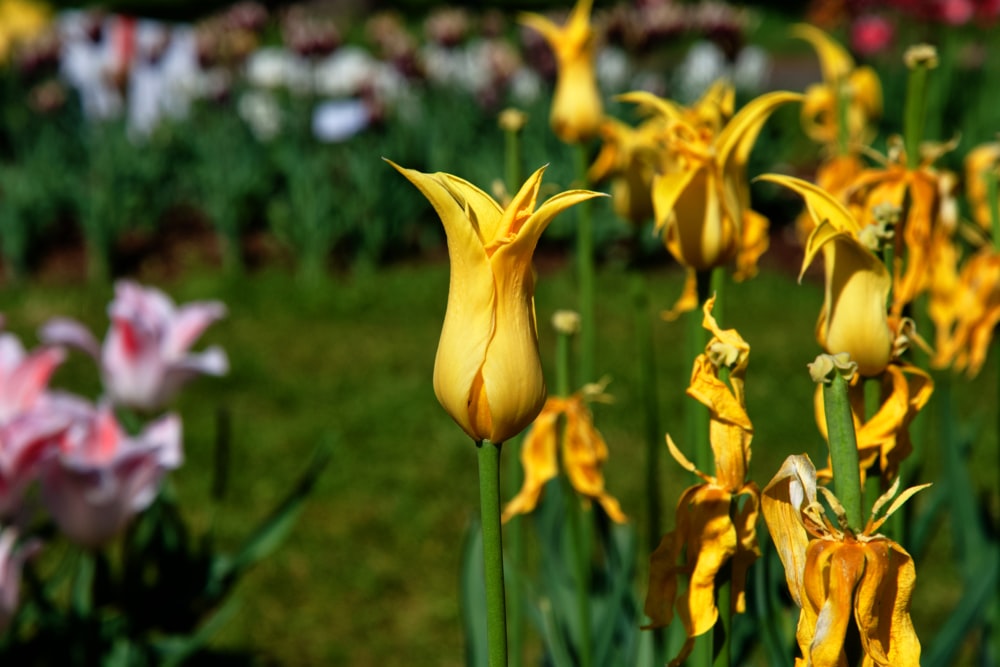 a field full of yellow and pink flowers