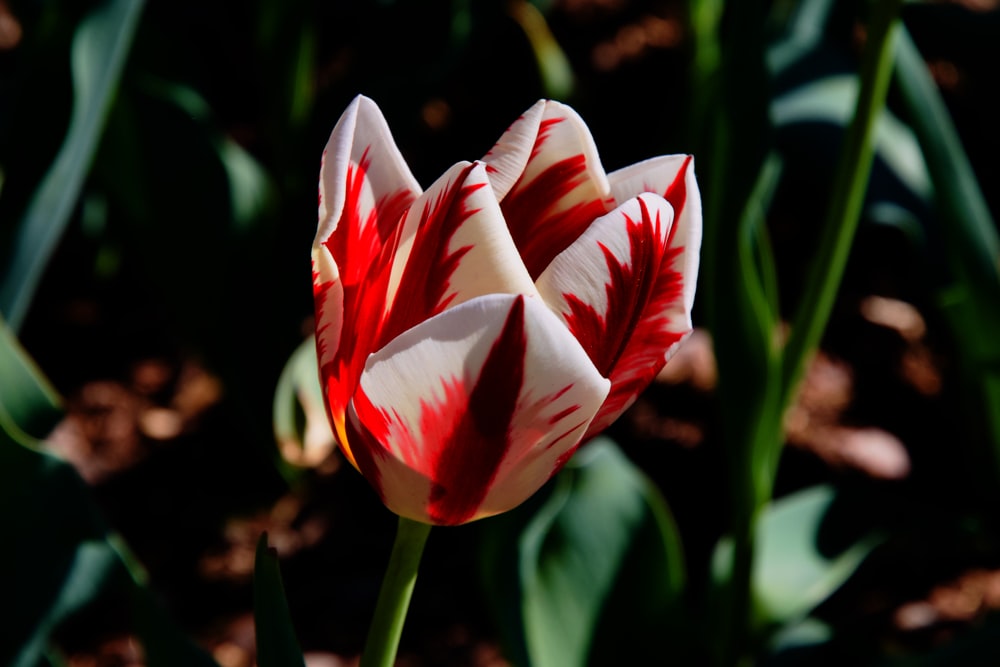 a red and white striped tulip in a garden