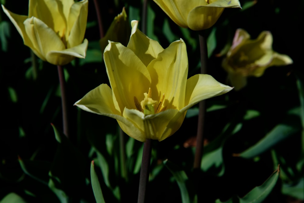 a bunch of yellow flowers that are in the grass