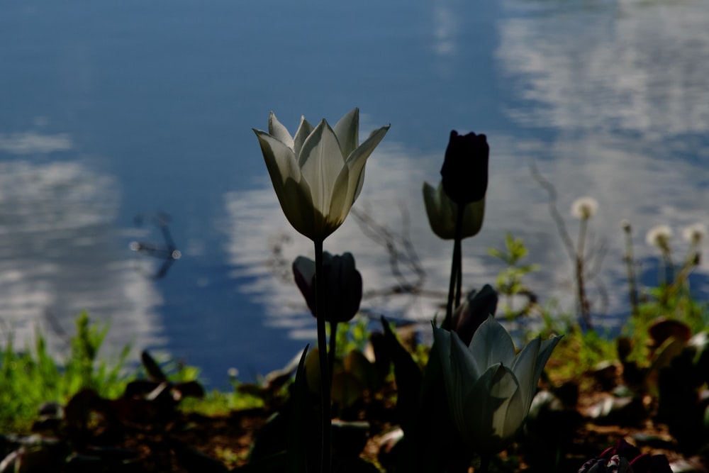 a couple of flowers sitting next to a body of water