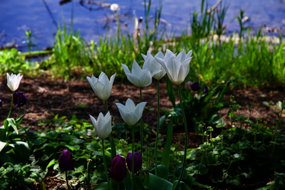 eine Gruppe weißer und violetter Blumen neben einem Gewässer