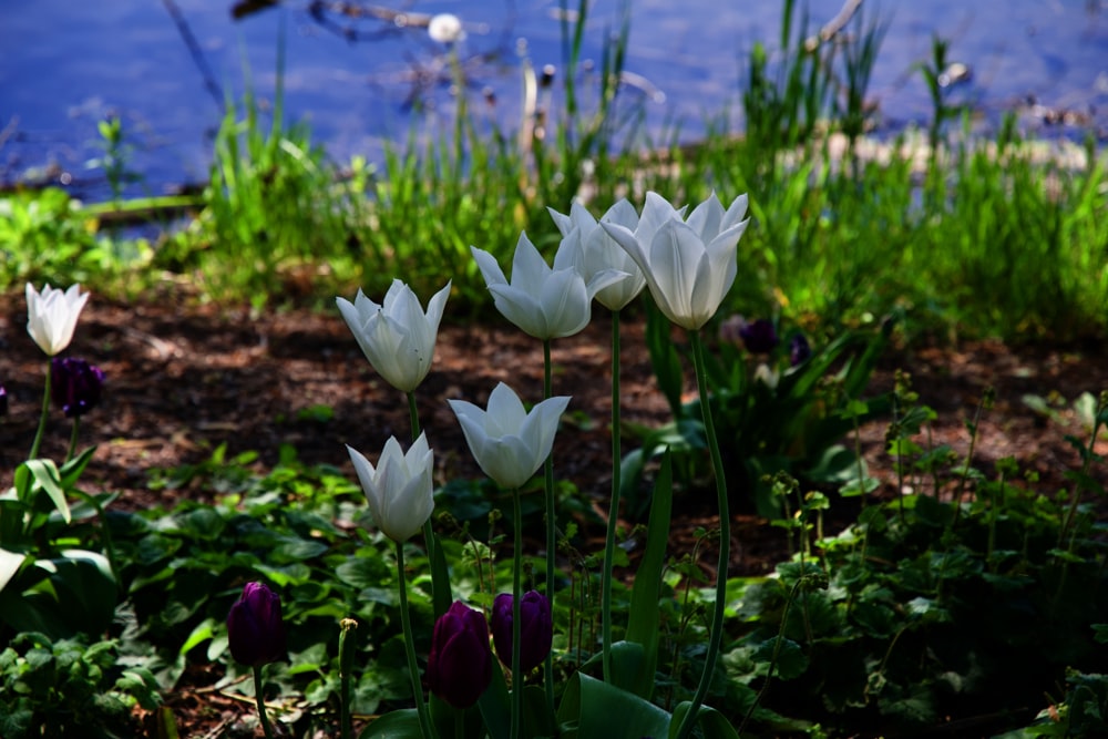 a group of white and purple flowers next to a body of water