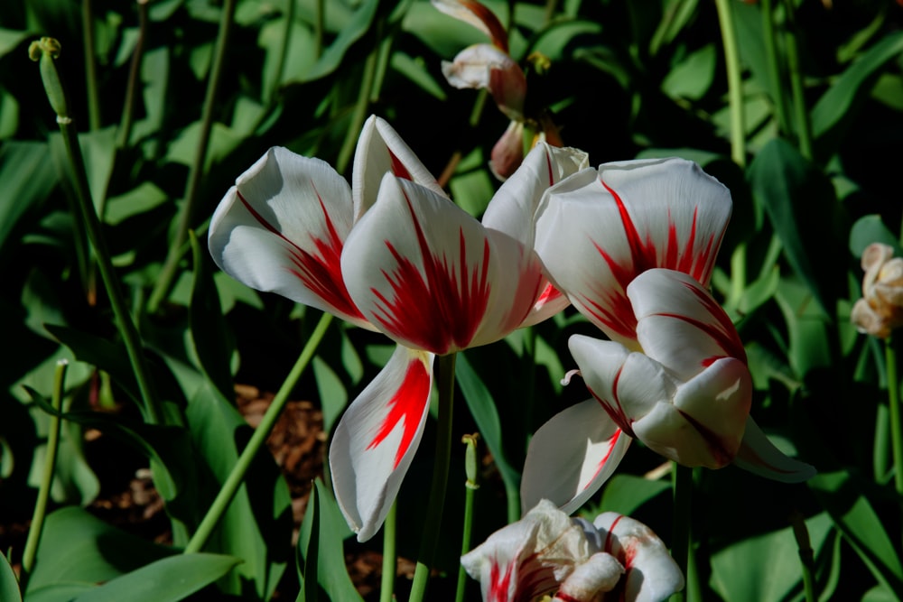 a group of white and red flowers in a field