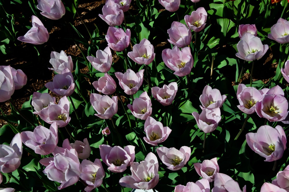 a bunch of pink flowers that are in the grass