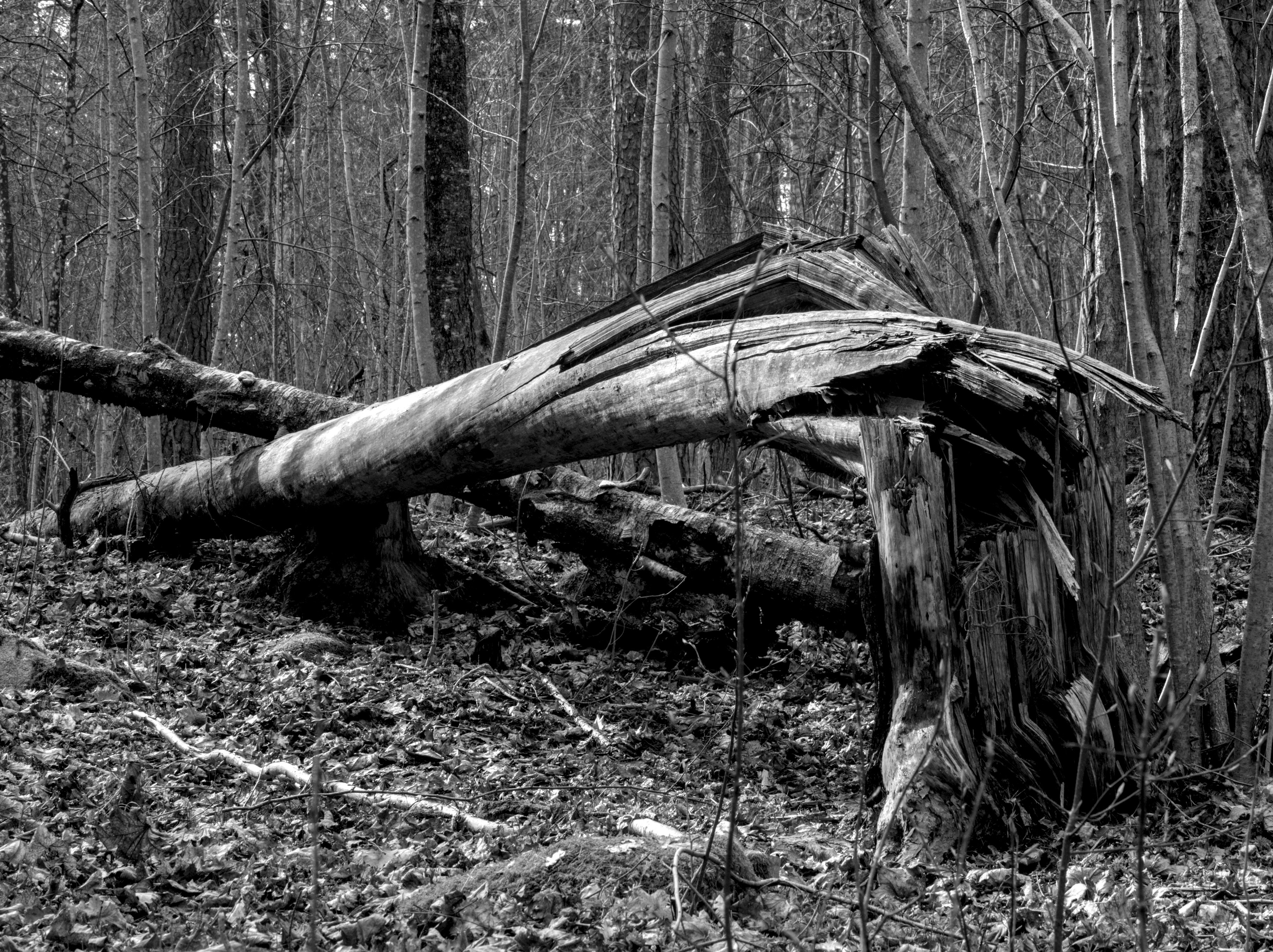 Photo by schneiderhenry