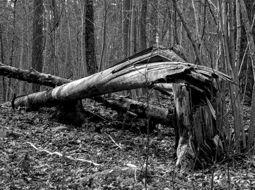 a fallen tree in the middle of a forest