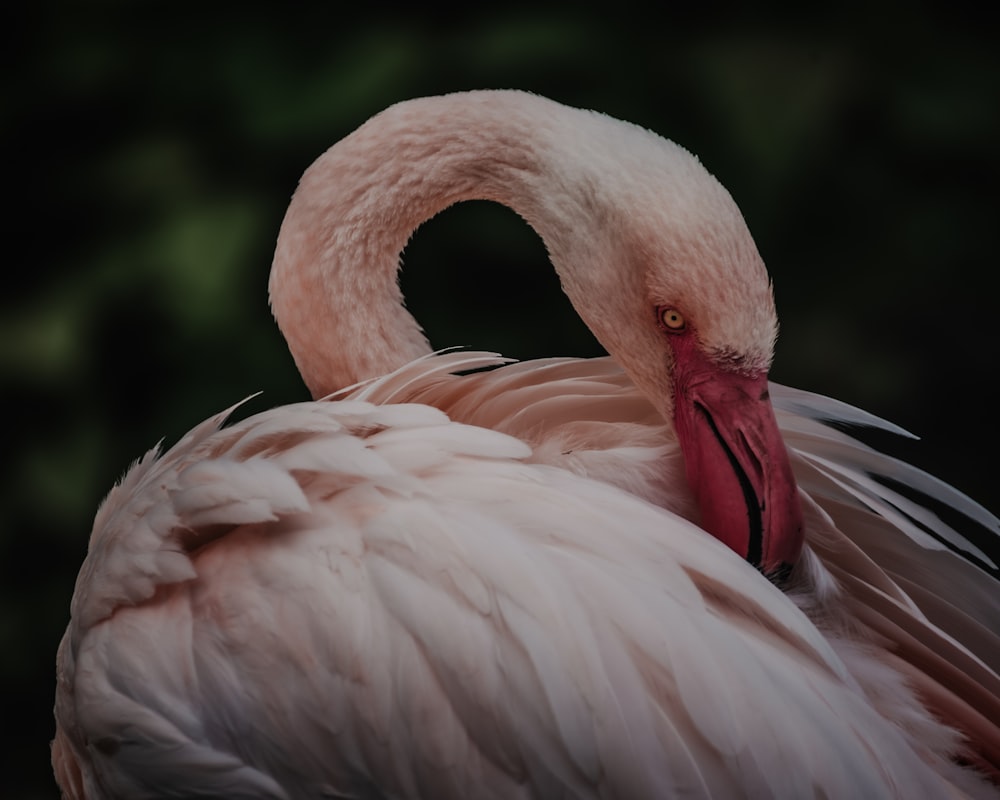 a pink flamingo with a black background