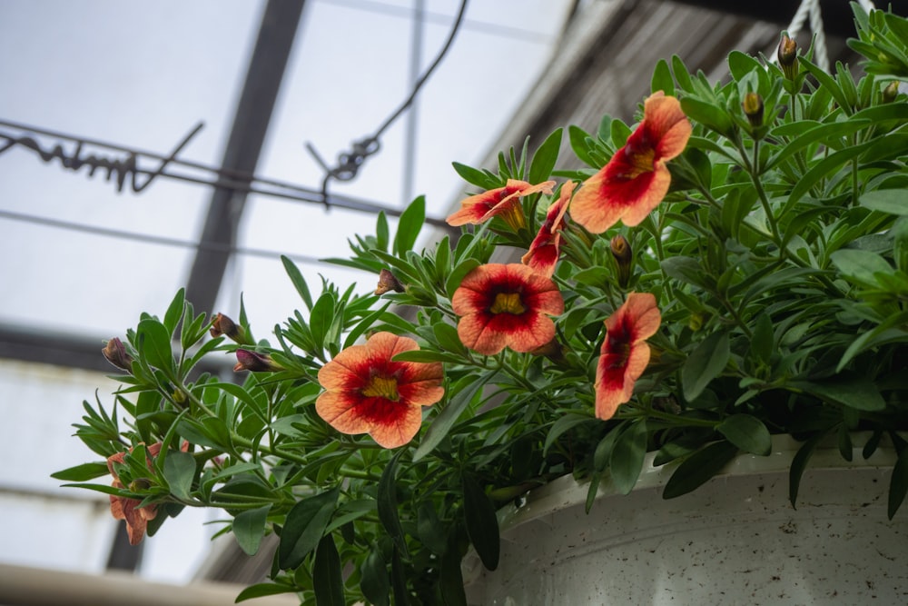 a potted plant with red and orange flowers