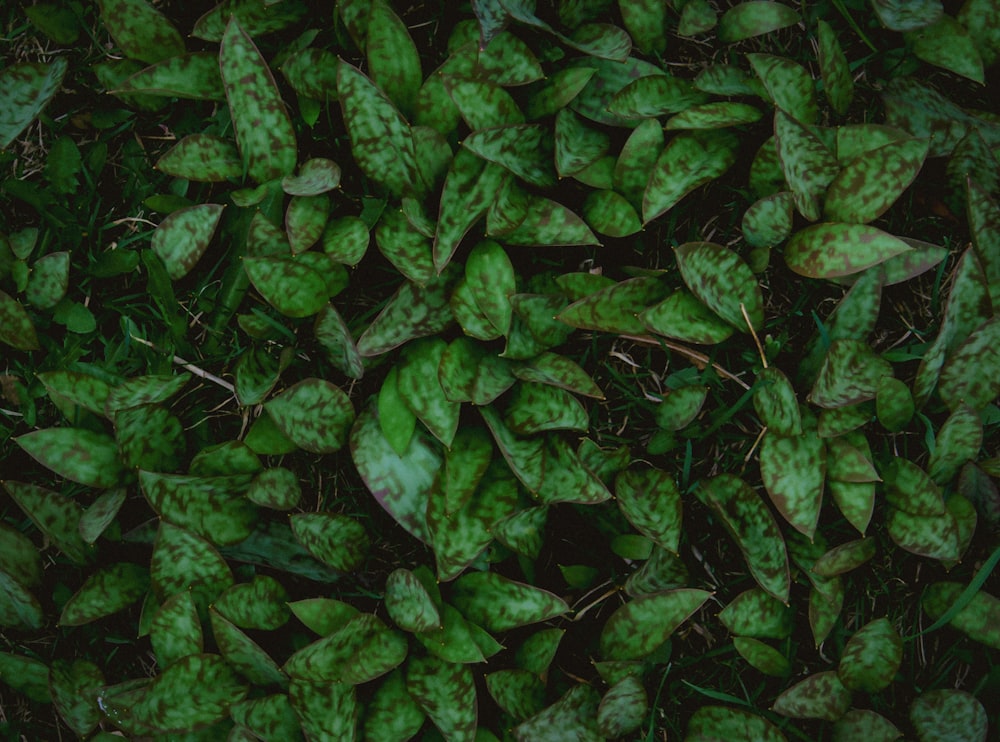 a bunch of green leaves laying on the ground