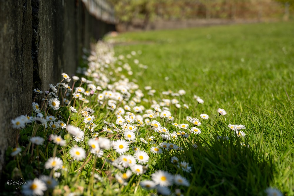 a field of daisies next to a wooden fence