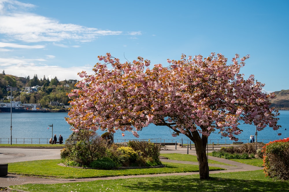 a tree in a park next to a body of water